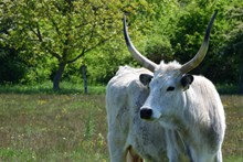 匈牙利牛高清图片