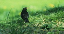 绿草地里的黑鸟图片素材