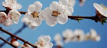春天桃花高清高清图片