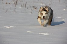 雪地哈士奇雪橇犬图片大全