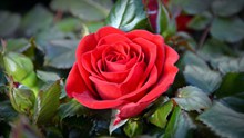 高清红色玫瑰花图片下载