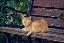 木椅上的小猫高清图片