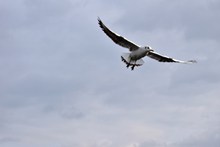 飞翔的海鸥高清图