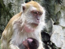 母猴哺乳图片素材