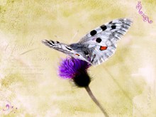 阿波罗绢蝶唯美高清图片
