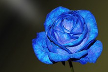 一朵蓝色玫瑰花高清图片
