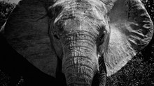 大象黑白高清图片