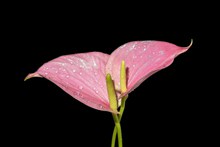 粉色马蹄莲高清图片