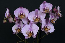 白紫色兰花图片下载