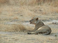 非洲母狮子图片素材