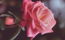 红色露水玫瑰非主流精美图片