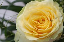 微距玫瑰黄色花朵高清图片