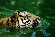 游泳的老虎精美图片