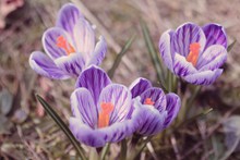 春天紫色藏红花图片下载