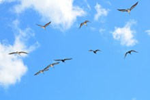 一群海鸥飞翔高清图