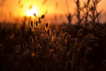 黄昏日落植物剪影精美图片