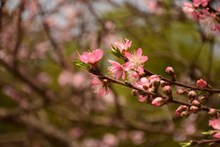 春天桃花盛开图片素材