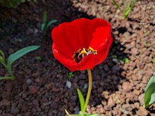 一朵红罂粟花图片下载