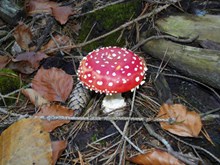 野生毒蘑菇高清图
