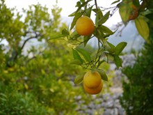 树枝上的橙子高清图