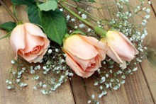 三枝粉玫瑰图片下载