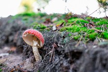 野生毒蘑菇图片素材