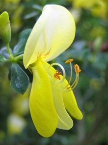 黄色花朵微距精美图片