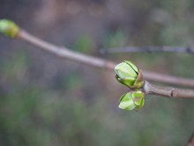 春天绿色嫩芽精美图片