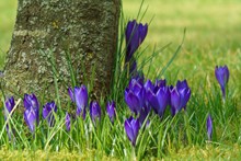 春天紫色藏红花精美图片