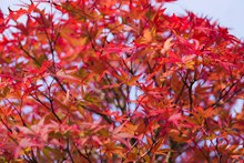 秋天红色枫叶精美图片