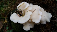 草地白蘑菇精美图片