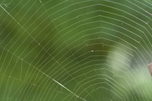 美丽蜘蛛网高清图片