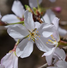 白色樱花近景图片素材