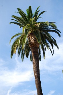 高大棕榈树图片素材