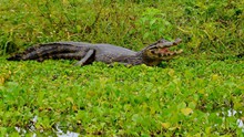 池塘鳄鱼精美图片
