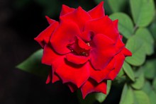 红色玫瑰花微距高清图片