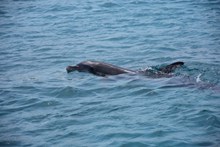 大海小海豚高清图片