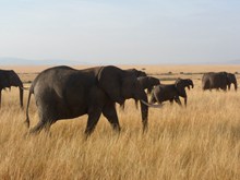 非洲大象群高清图