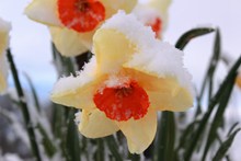 白雪喇叭水仙花图片