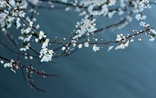 春之白梅花高清图片