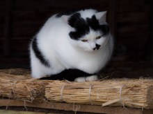 胖猫高清图片