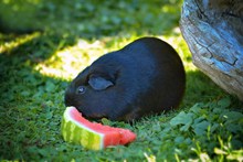黑色豚鼠精美图片