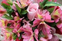 粉红色的清新花朵精美图片