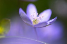 梦幻紫色花朵唯美图片下载