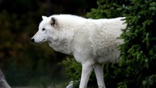 白狼犬霸气高清图