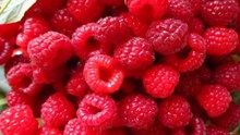 红树莓素材图片下载