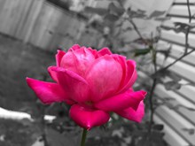 非主流玫瑰花摄影图精美图片