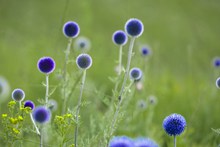 漂亮蓝色花朵图片下载