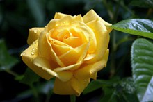 黄色微距露水玫瑰精美图片
