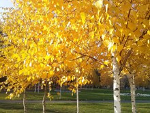 金黄色树叶的树图片大全